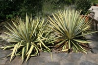 Yucca filamentosa Color Guard Yuka Fidanı