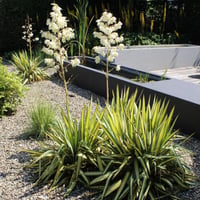 Yucca filamentosa Gold Heart Yuka Fidanı