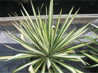 Yucca filamentosa Golden sword Yuka fidanı