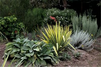 Yucca flaccida Golden Sword Yuka fidanı