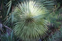 Yucca rostrata Sapphire skies Yuka fidanı