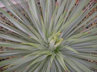 Yucca rostrata Sapphire skies Yuka fidanı