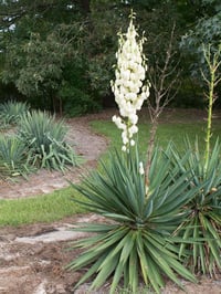 Yucca rostrata Sapphire skies Yuka fidanı