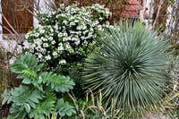 Yucca rostrata Sapphire skies Yuka fidanı