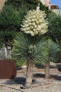 Yucca rostrata Yuka fidanı