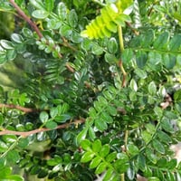 Zanthoxylum beecheyanum Çin Karabiberi Fidesi