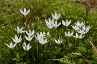 Zephyranthes Beyaz Zıpçıktı Soğanı