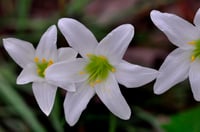 Zephyranthes Beyaz Zıpçıktı Soğanı