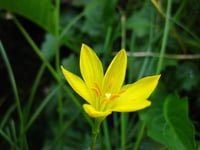 Zephyranthes citrina Sarı Zıpçıktı Soğanı