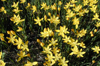 Zephyranthes citrina Sarı Zıpçıktı Soğanı