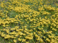 Zephyranthes citrina Sarı Zıpçıktı Soğanı