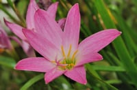 Zephyranthes Pembe Zıpçıktı Soğanı