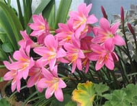 Zephyranthes Pembe Zıpçıktı Soğanı