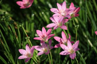 Zephyranthes Pembe Zıpçıktı Soğanı
