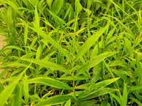 Zingiber officinale Zencefil fidesi