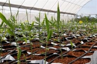 Zingiber officinale Zencefil fidesi