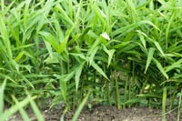 Zingiber officinale Zencefil fidesi