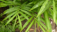Zingiber officinale Zencefil fidesi