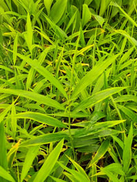 Zingiber officinale Zencefil fidesi