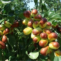 Zizyphus jujuba Sugarcane Hünnap fidanı
