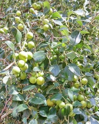 Zizyphus Spina-Christi Arabistan Kirazı Sidr Ağacı