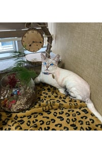 3 Boyutlu Dijital Baskılı Boncuk Kedi Yastık