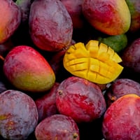 AŞILI MANGO FİDANI SENSATİON ÇEŞİDİ (YERLİ ÜRETİM)