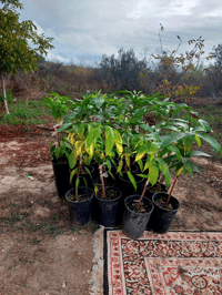 AŞILI MANGO FİDANI SENSATİON ÇEŞİDİ (YERLİ ÜRETİM)