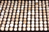 KEKLİK KULUÇKA GELİŞİM TABLASI-TR154