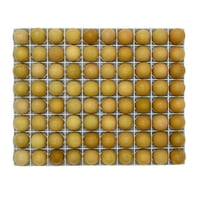 TAVUK KULUÇKA GELİŞİM TABLASI TR80