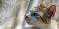 Kedilerde Lösemi, FeLV,