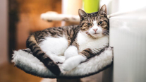 Kedi Evi Nasıl Olmalıdır?