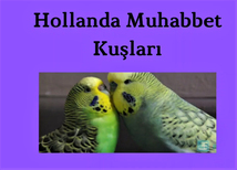 Hollanda Muhabbet Kuşu