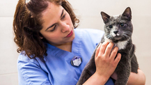 Kedi ve köpek hastalıkları