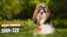 Irkları Tanıyalım: Shih Tzu
