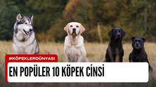 En Popüler 10 Köpek Cinsi