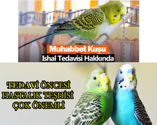 Muhabbet Kuşlarında İshal