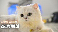 Irkları Tanıyalım: Chinchilla