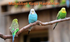 Muhabbet Kuşu Hastalıkları