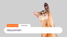 Irkları Tanıyalım: Abyssinian