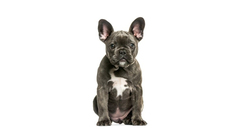 köpek ırkları, French bulldog