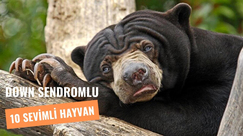 Down Sendromlu 10 Hayvan