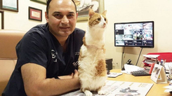 Kediler ve köpekler hakkında