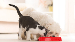 Kediler ve köpekler hakkında