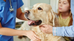kedi kusması, köpek kusması