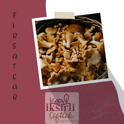 İksirli Çiftlik Avantajlı Paketler