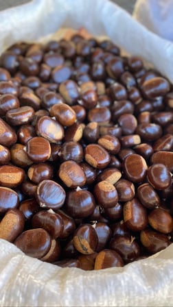 Kuzu Kestanesi Duble Boy 1 KG