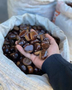 Kuzu Kestanesi İri Boy 1 KG