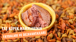 Yaş Köpek Mamaları Hakkında