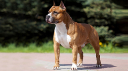 American Staffordshire Terrier